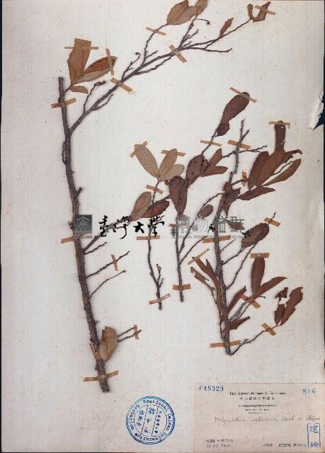 暗羅、雞爪樹藏品圖，第1張