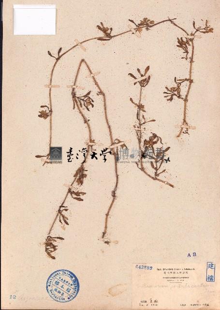 海馬齒藏品圖，第1張