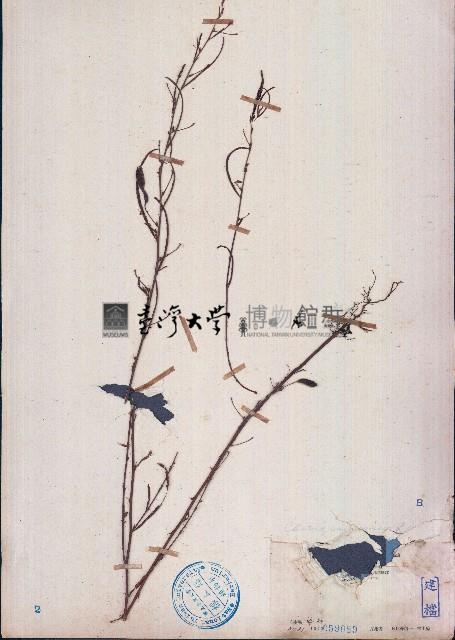 假含羞草藏品圖，第1張