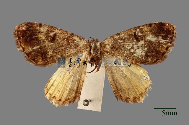 螟蛾藏品圖，第1張