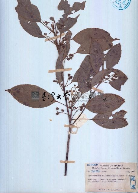 絹毛杜英藏品圖，第1張