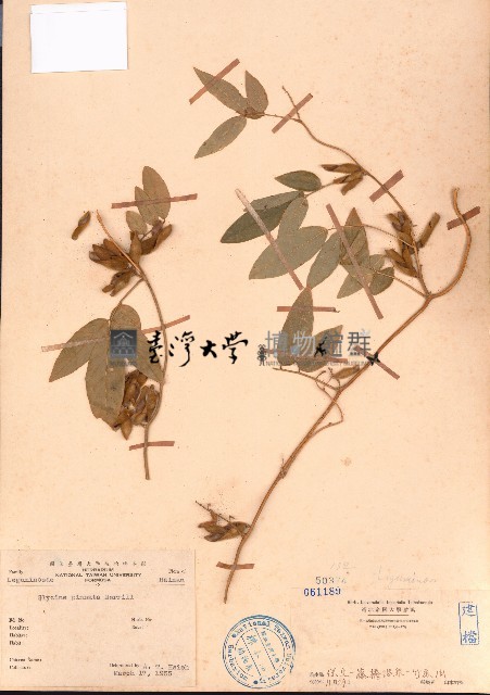 羽葉擬大豆藏品圖，第1張
