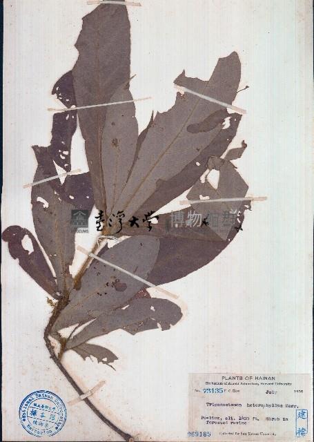 異葉三寶木藏品圖，第1張