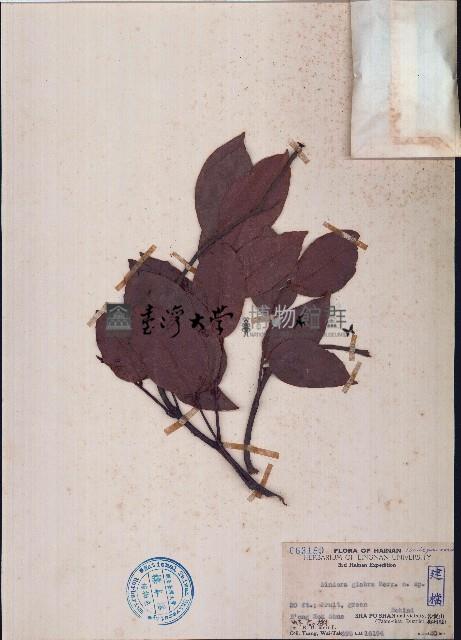 油楠、蚌殼樹藏品圖，第1張