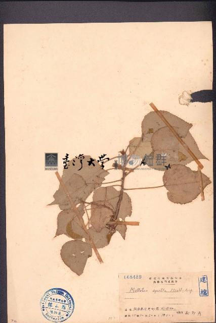 白背葉藏品圖，第1張