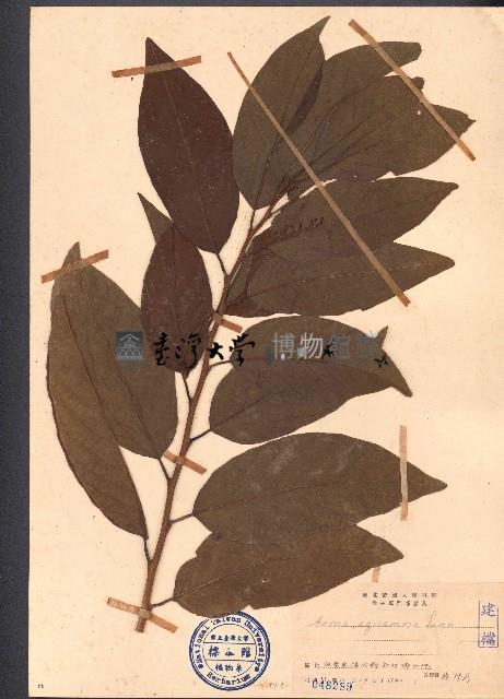 番荔枝藏品圖，第1張