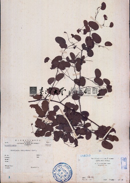 長序首冠藤藏品圖，第1張