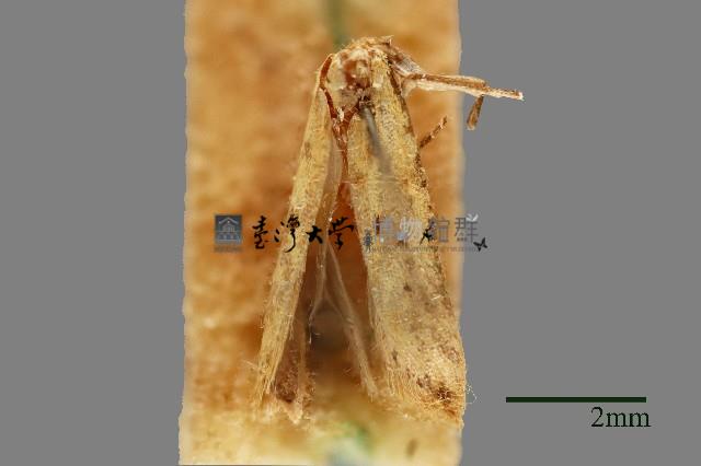 雕翅蛾藏品圖，第1張