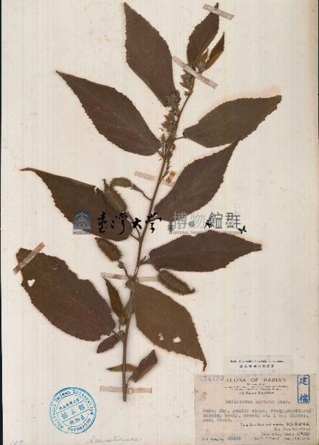 雁婆麻藏品圖，第1張