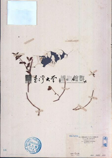 飛揚草藏品圖，第1張