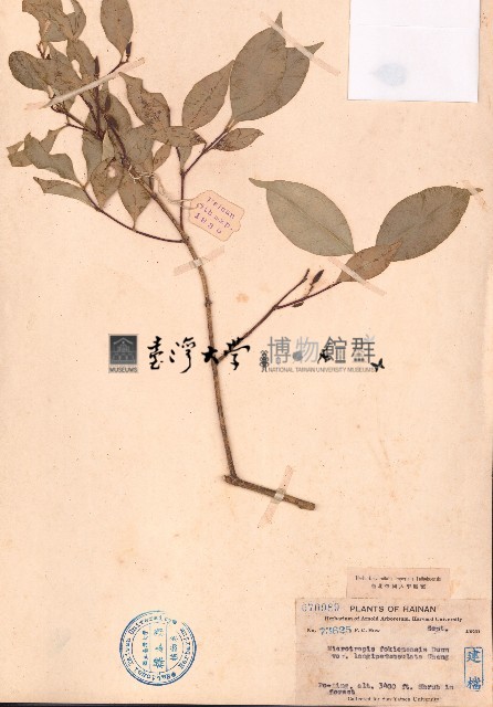 三花假衛矛藏品圖，第1張