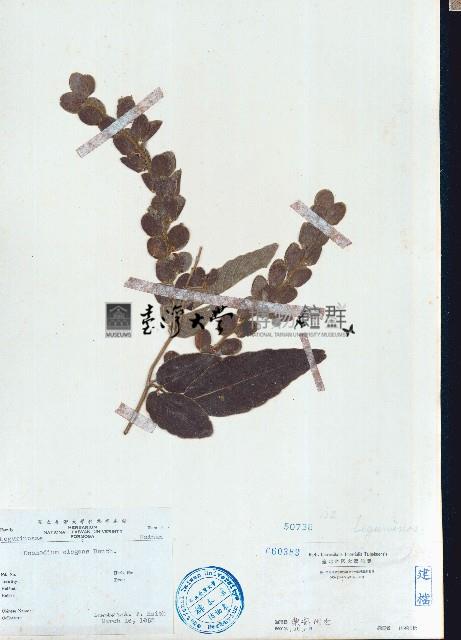 毛排錢樹、鱗狸鱗藏品圖，第1張