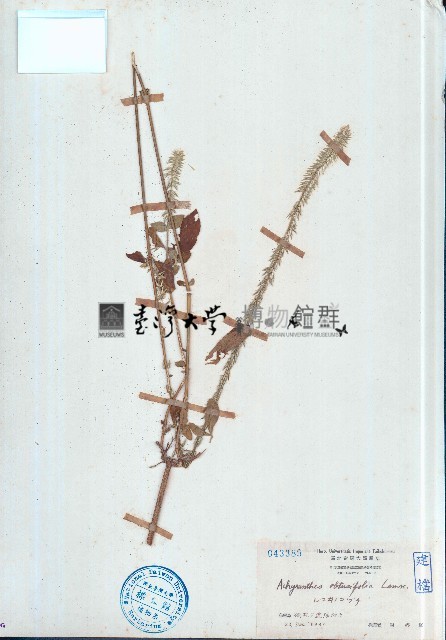 鈍葉土牛膝藏品圖，第1張