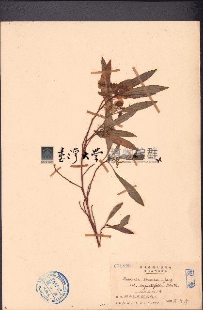 車桑子藏品圖，第1張