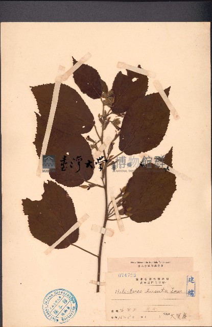 雁婆麻藏品圖，第1張