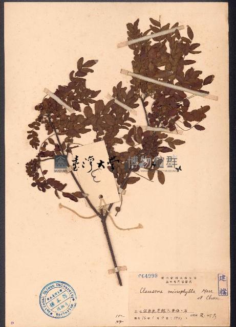 小葉九里香藏品圖，第1張