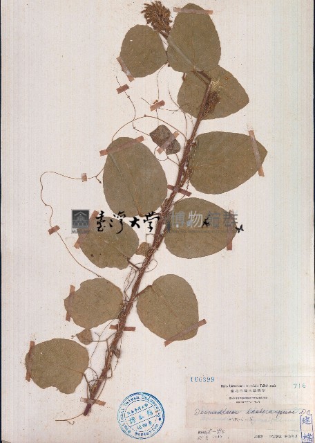絨毛葉山螞蝗藏品圖，第1張