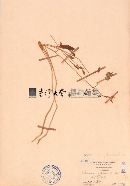 砂莧、阿蔓莧藏品圖，第1張