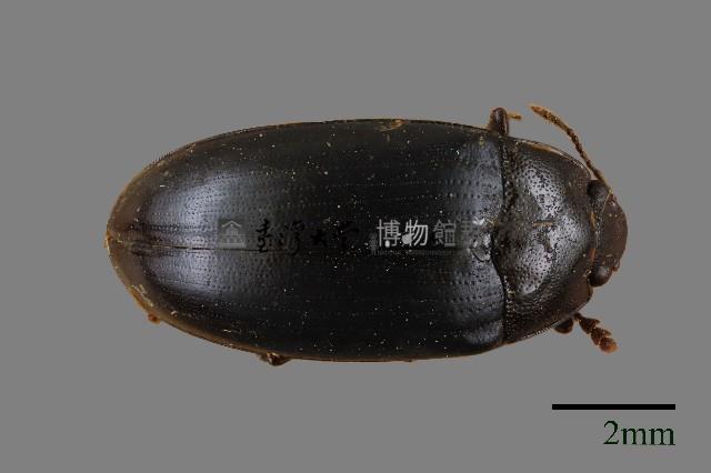 大蕈蟲藏品圖，第1張