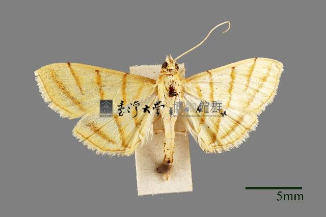 螟蛾藏品圖，第1張