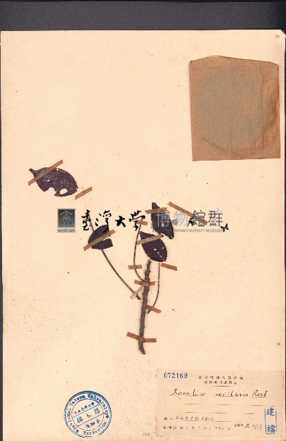 南酸棗藏品圖，第1張