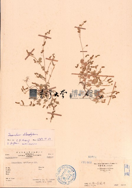 變葉山螞蝗藏品圖，第1張