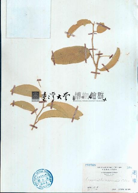 海南山柑藏品圖，第1張