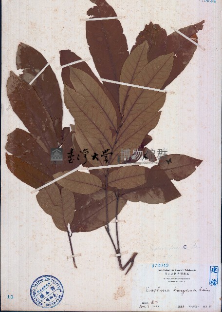 龍眼藏品圖，第1張