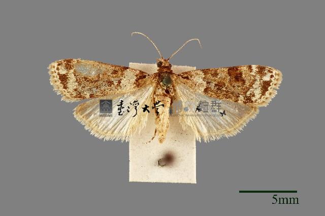 螟蛾藏品圖，第1張