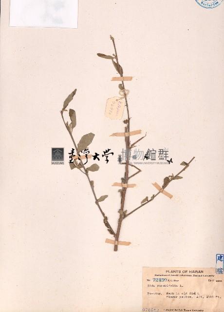 金午時花藏品圖，第1張