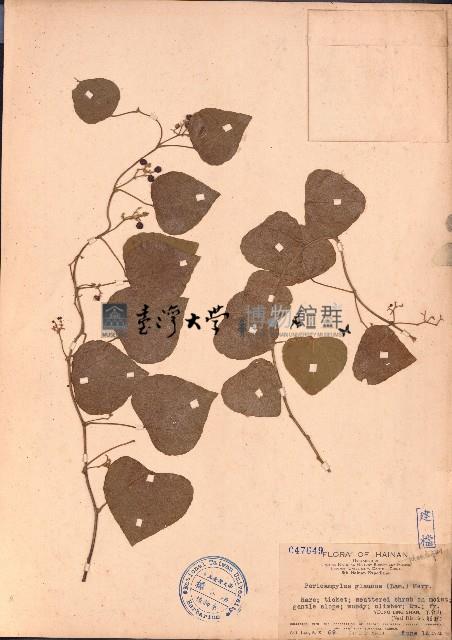 細圓藤藏品圖，第1張