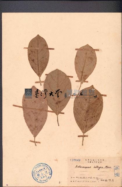 榴槤蜜藏品圖，第1張