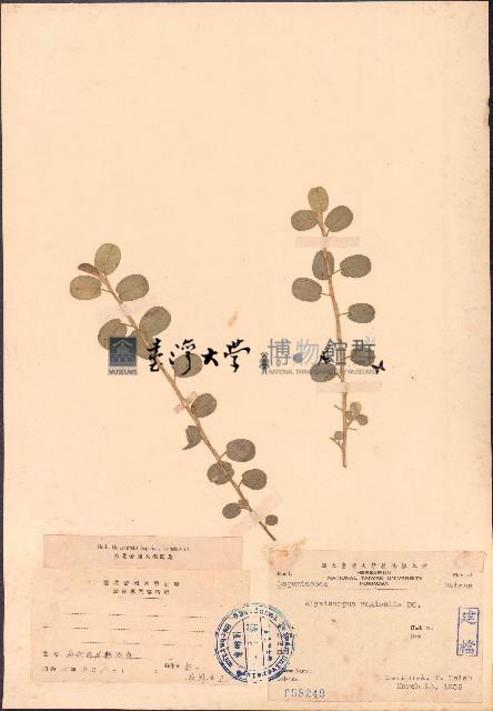 鏈莢豆藏品圖，第1張