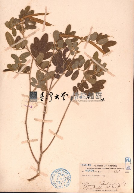 黄灰毛豆、黄毛灰葉藏品圖，第1張
