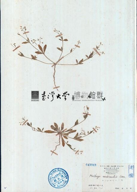 長梗星栗草、簇花粟米草藏品圖，第1張