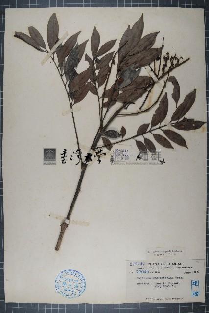狹葉泡花樹藏品圖，第1張