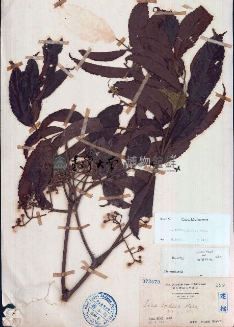 火筒樹藏品圖，第1張