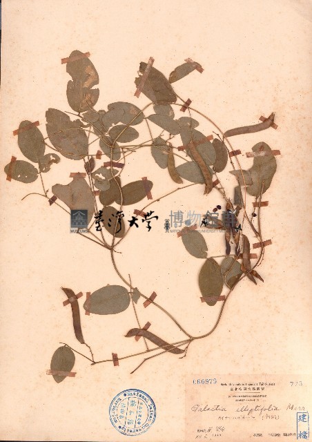 田代氏乳豆藏品圖，第1張