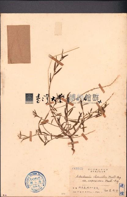 地楊桃藏品圖，第1張