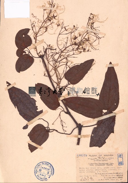 麥氏鐵線蓮藏品圖，第1張