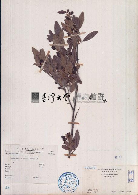 單節假木豆、小葉山木豆藏品圖，第1張