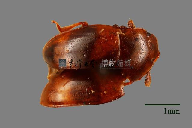 花甲藏品圖，第1張