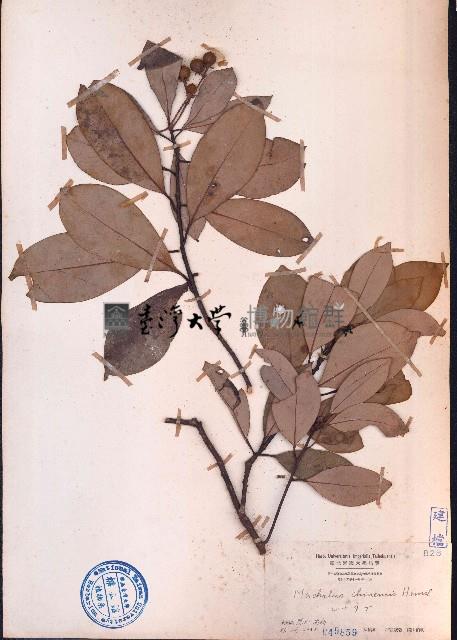 華潤楠、楨楠藏品圖，第1張