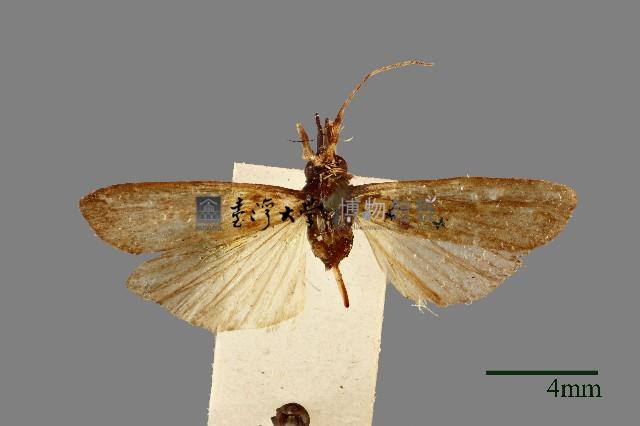 螟蛾藏品圖，第1張