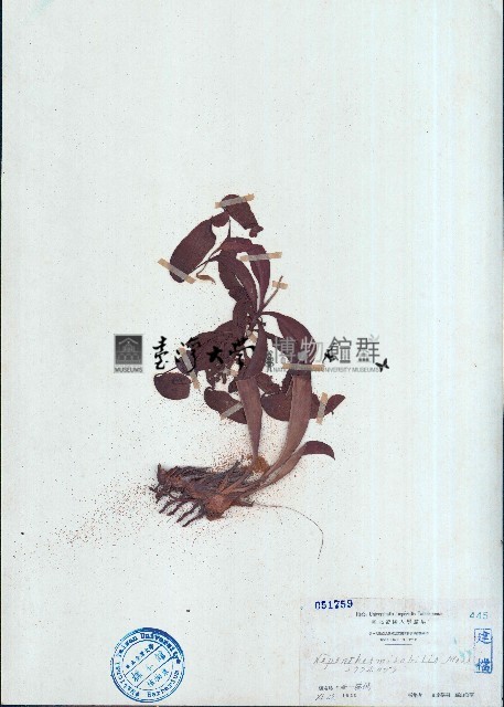 豬籠草藏品圖，第1張