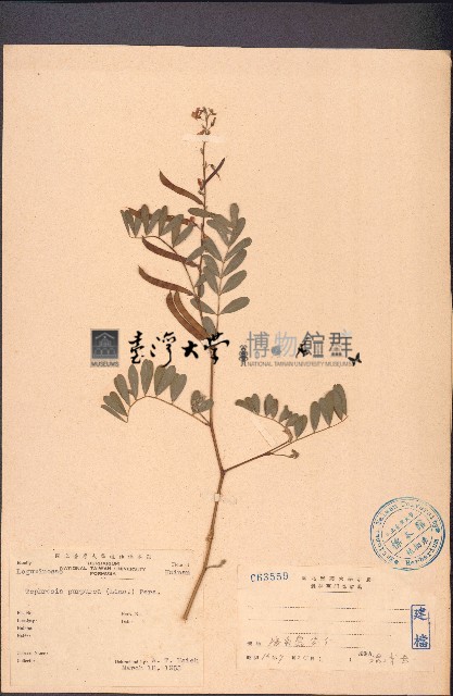 灰毛豆藏品圖，第1張