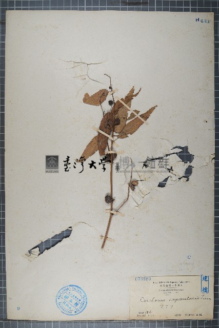 黃麻藏品圖，第1張