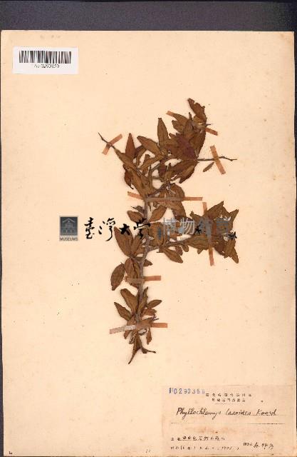 葉被木、酒餅樹藏品圖，第1張