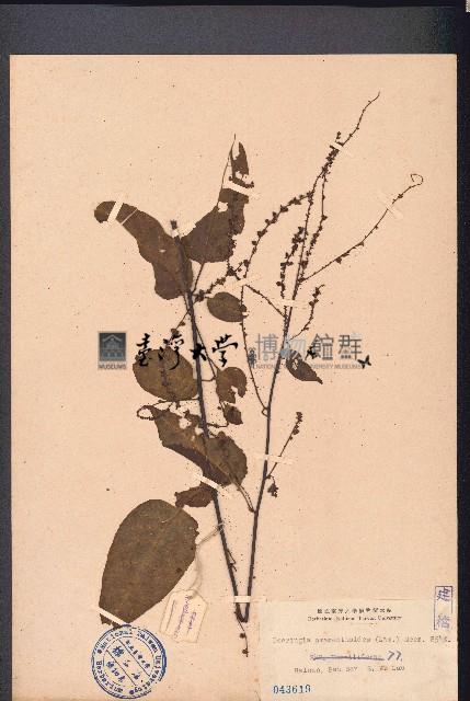 漿果莧藏品圖，第1張