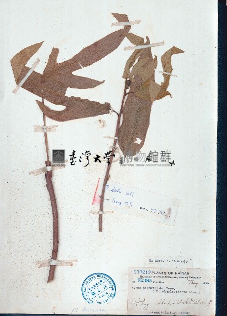 粗葉榕藏品圖，第1張